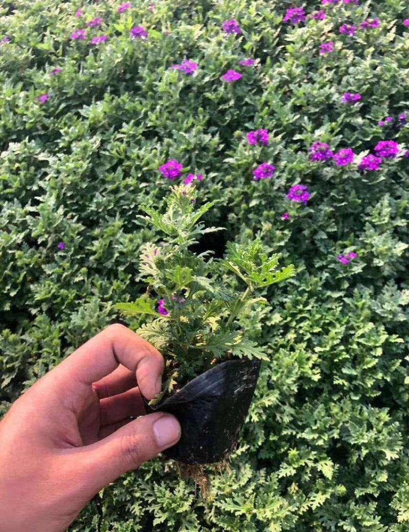 美女樱花苗多年生四季开花耐寒耐热好养易活阳台庭院花卉绿植