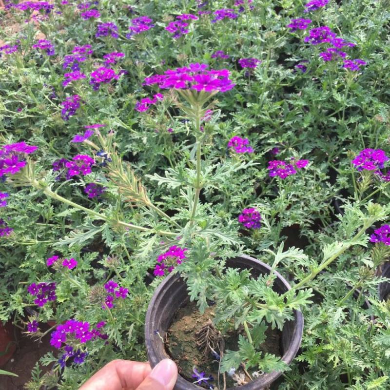 美女樱花苗多年生四季开花耐寒耐热好养易活阳台庭院花卉绿植