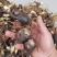 红花石蒜石蒜工程用苗庭院绿化苗一手货源量大从