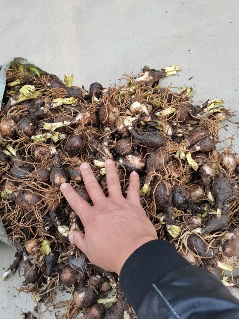 红花石蒜石蒜工程用苗庭院绿化苗一手货源量大从