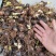石蒜红花石蒜庭院绿化工程用苗量大从优一手货源