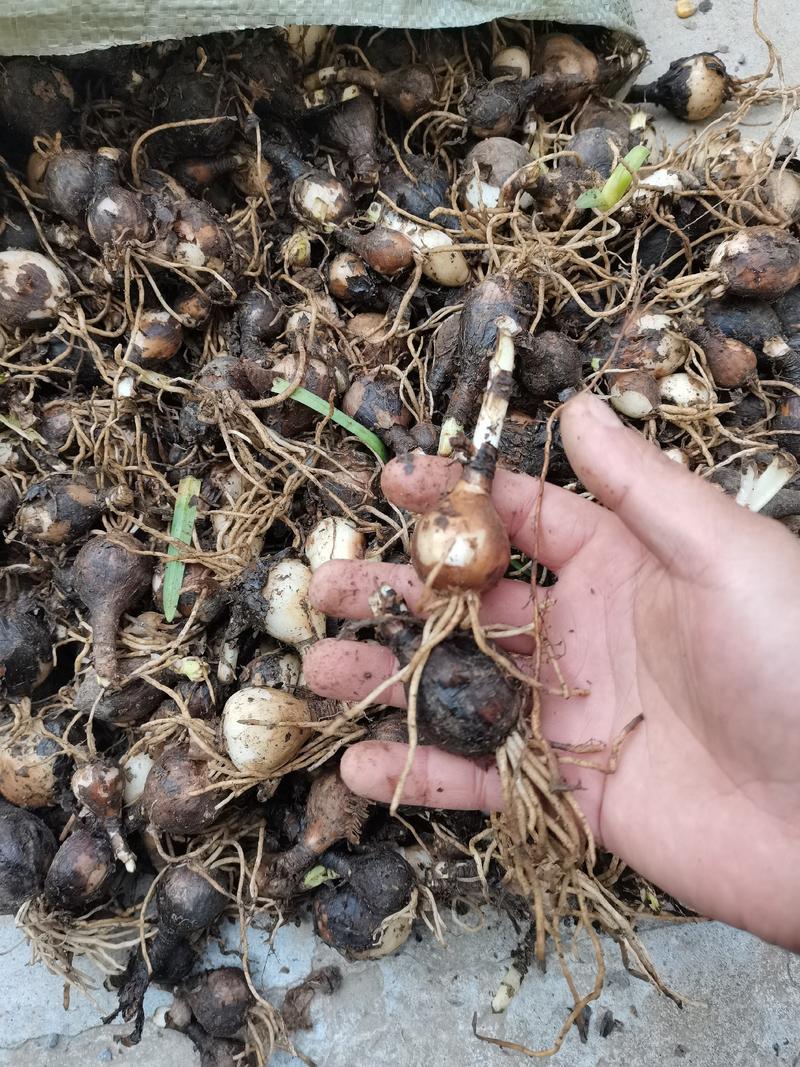 石蒜红花石蒜庭院绿化工程用苗量大从优一手货源