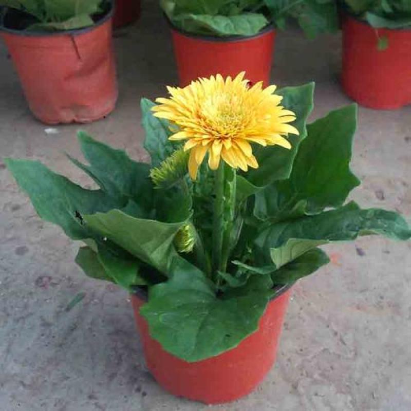扶郎花盆栽非洲菊盆栽带花发货阳台盆栽花期长带花苞吸甲醛