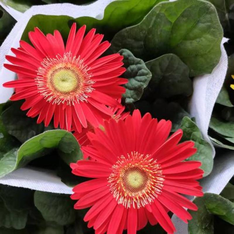 扶郎花盆栽非洲菊盆栽带花发货阳台盆栽花期长带花苞吸甲醛