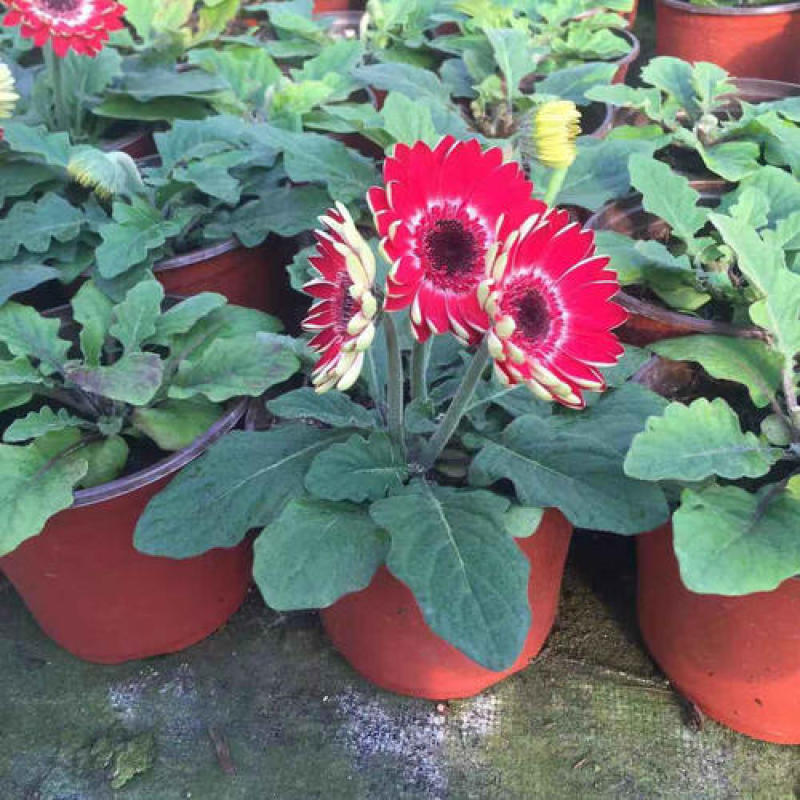 扶郎花盆栽非洲菊盆栽带花发货阳台盆栽花期长带花苞吸甲醛
