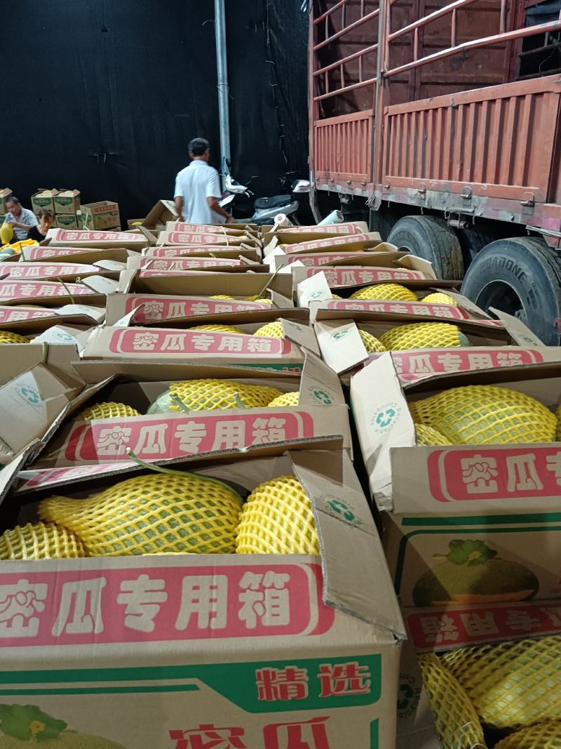 海南金香玉，凤金6号上市中承接超市电商一件代发及市场供货