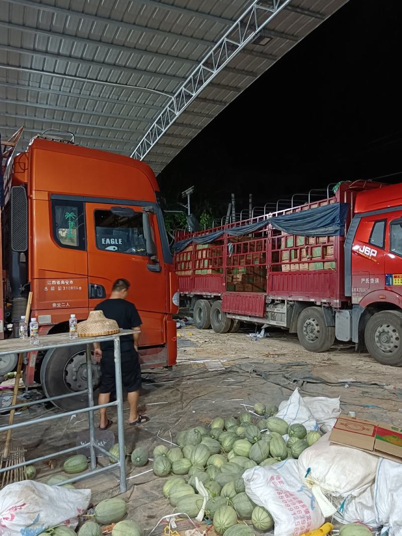 海南金香玉，凤金6号上市中承接超市电商一件代发及市场供货