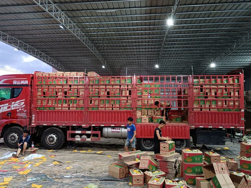海南金香玉，凤金6号上市中承接超市电商一件代发及市场供货