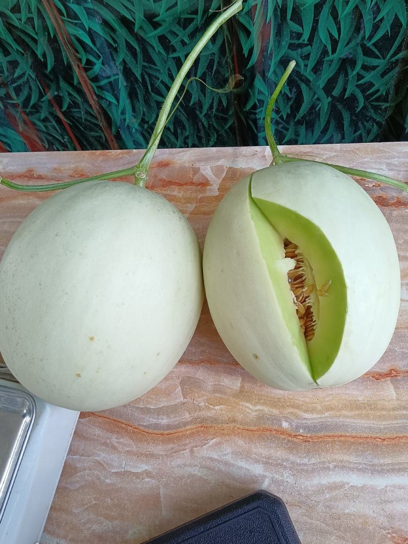 海南玉菇大量上市，承接电超一件代发及市场供货等