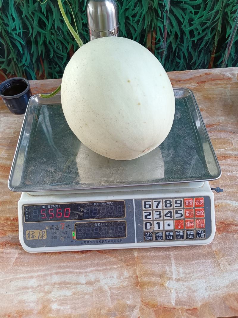 海南玉菇大量上市，承接电超一件代发及市场供货等