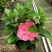 扶桑花苗盆栽木槿重瓣大花阳台客厅花卉室内植物庭院绿植四季