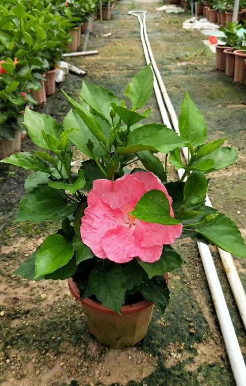 扶桑花苗盆栽木槿重瓣大花阳台客厅花卉室内植物庭院绿植四季