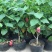 扶桑花苗盆栽木槿重瓣大花阳台客厅花卉室内植物庭院绿植四季