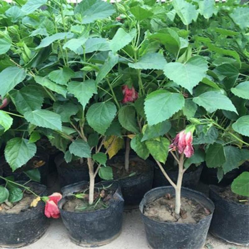 扶桑花苗盆栽木槿重瓣大花阳台客厅花卉室内植物庭院绿植四季