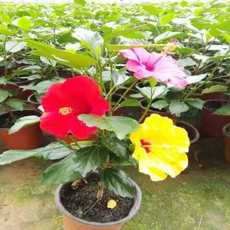 扶桑花苗盆栽木槿重瓣大花阳台客厅花卉室内植物庭院绿植四季