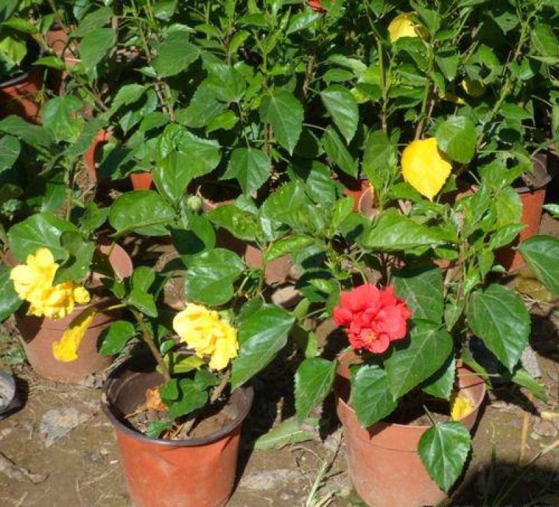 扶桑花苗盆栽木槿重瓣大花阳台客厅花卉室内植物庭院绿植四季