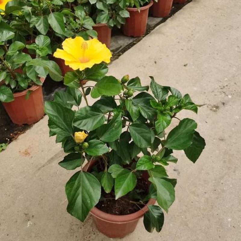 扶桑花苗盆栽木槿重瓣大花阳台客厅花卉室内植物庭院绿植四季