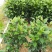 扶桑花苗盆栽木槿重瓣大花阳台客厅花卉室内植物庭院绿植四季