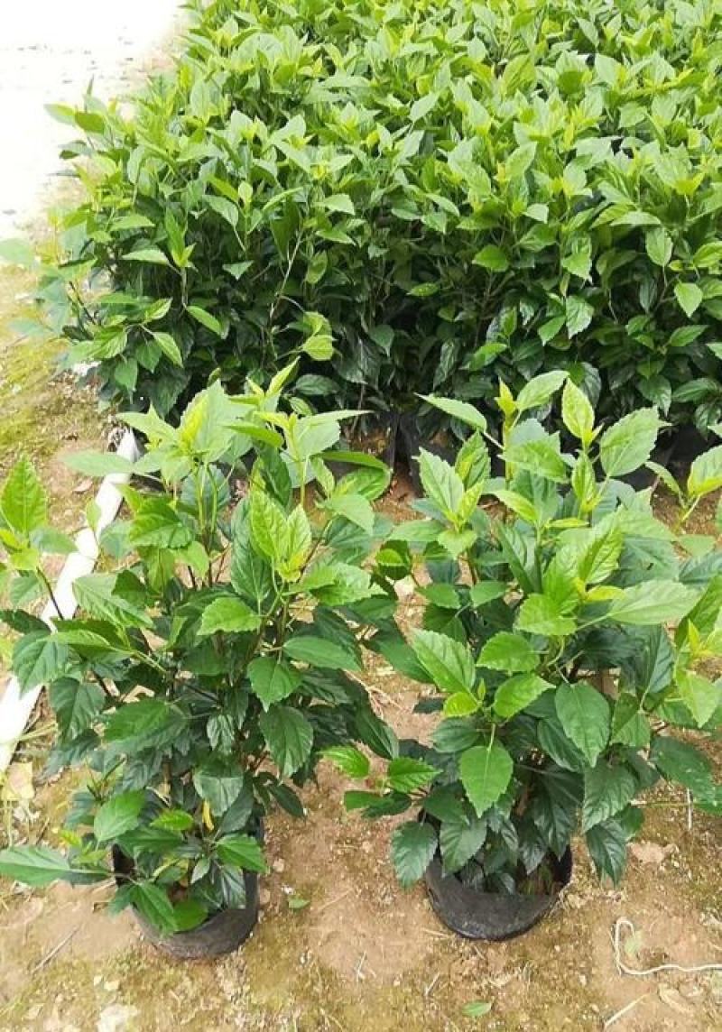 扶桑花苗盆栽木槿重瓣大花阳台客厅花卉室内植物庭院绿植四季