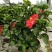 扶桑花苗盆栽木槿重瓣大花阳台客厅花卉室内植物庭院绿植四季