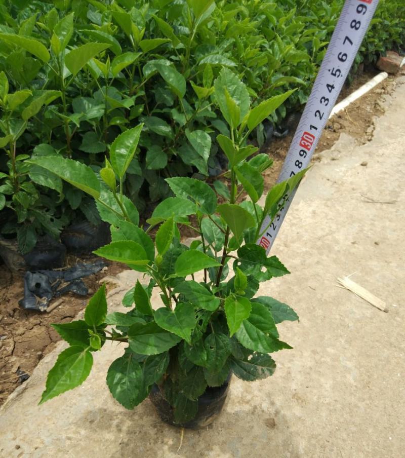 扶桑花苗盆栽木槿重瓣大花阳台客厅花卉室内植物庭院绿植四季