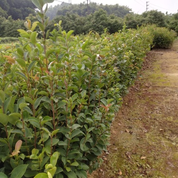 精品《油茶苗》自家种植直销批发欢迎各位老板采购