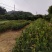 精品《油茶苗》自家种植直销批发欢迎各位老板采购