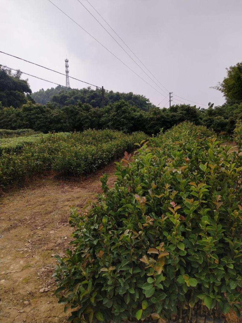 精品《油茶苗》自家种植直销批发欢迎各位老板采购