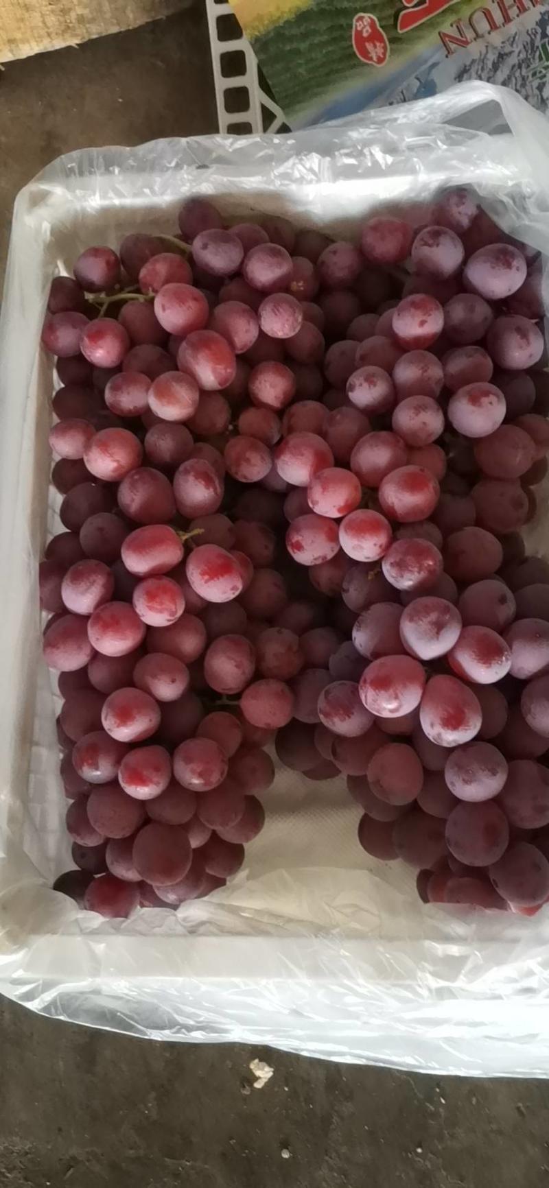 新疆葡萄，颗粒饱满，保质保量，品种繁多欢迎大家多多订购