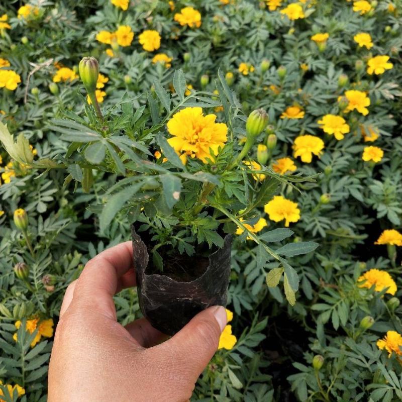万寿菊盆栽孔雀草花苗万寿菊种子耐旱花期长阳台庭院