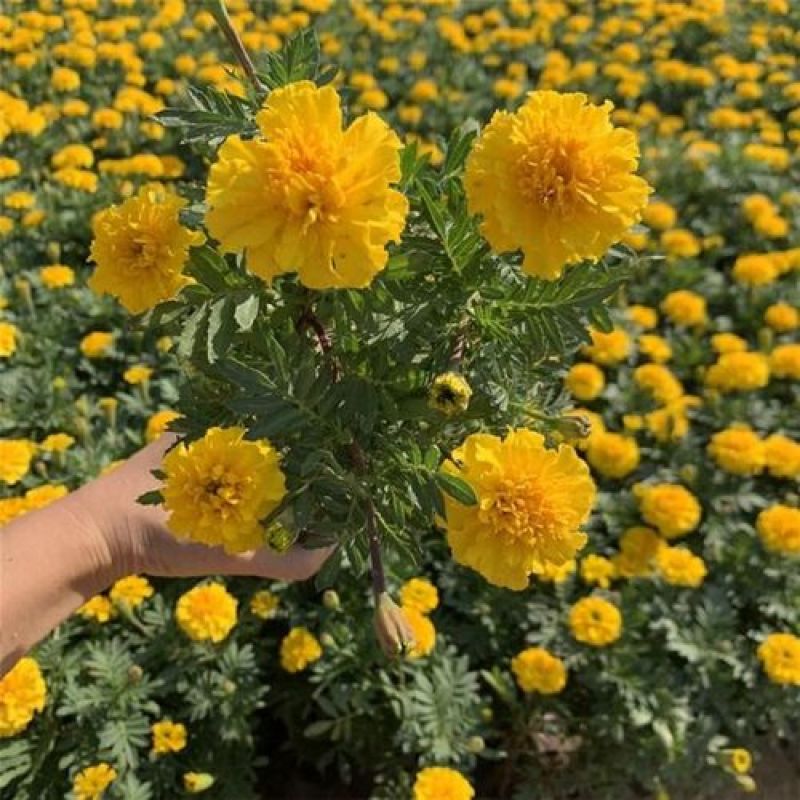 万寿菊盆栽孔雀草花苗万寿菊种子耐旱花期长阳台庭院