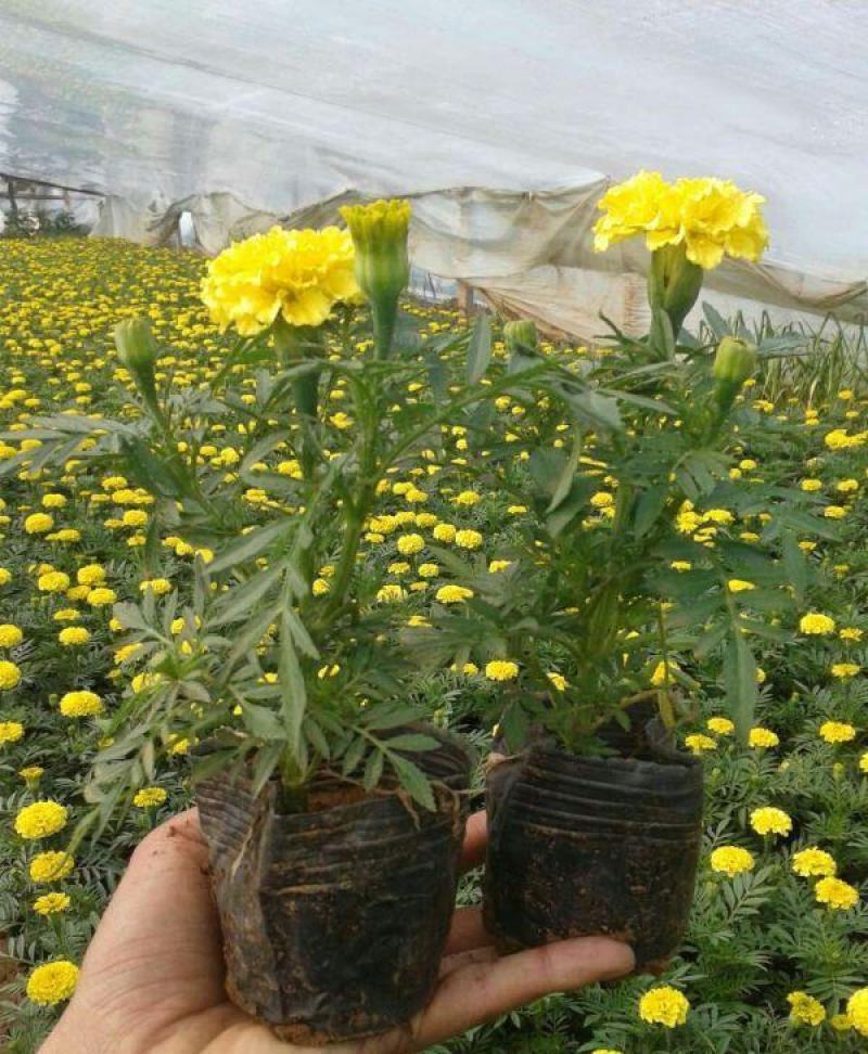万寿菊盆栽孔雀草花苗万寿菊种子耐旱花期长阳台庭院
