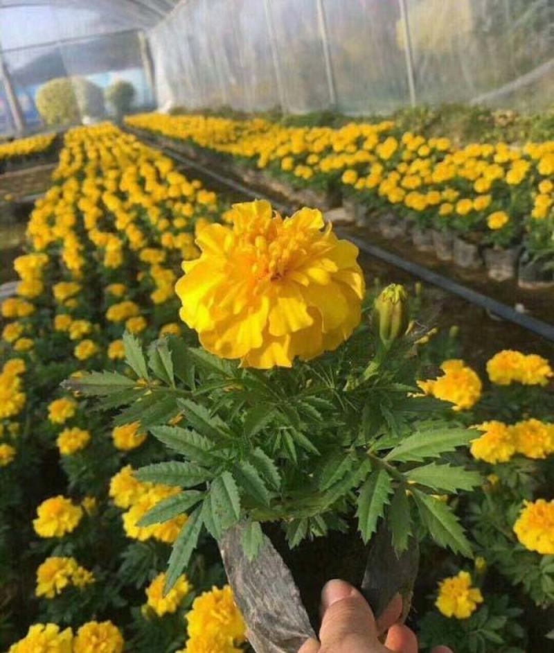 万寿菊盆栽孔雀草花苗万寿菊种子耐旱花期长阳台庭院