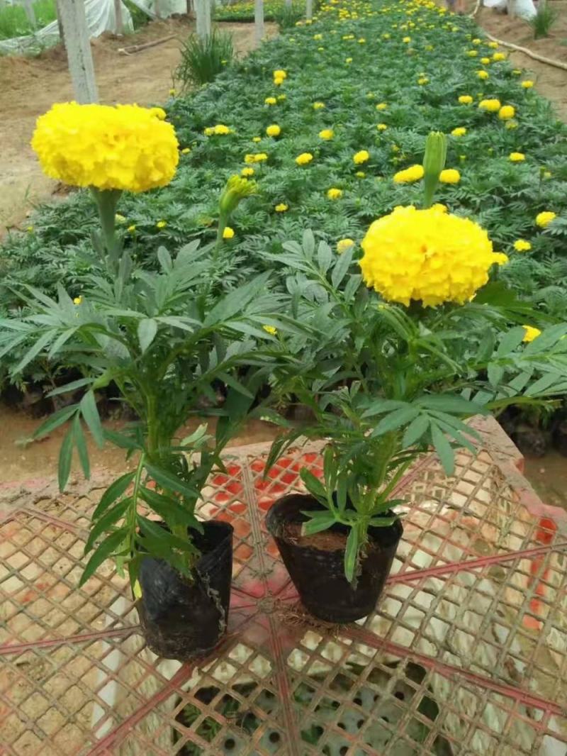 万寿菊盆栽孔雀草花苗万寿菊种子耐旱花期长阳台庭院
