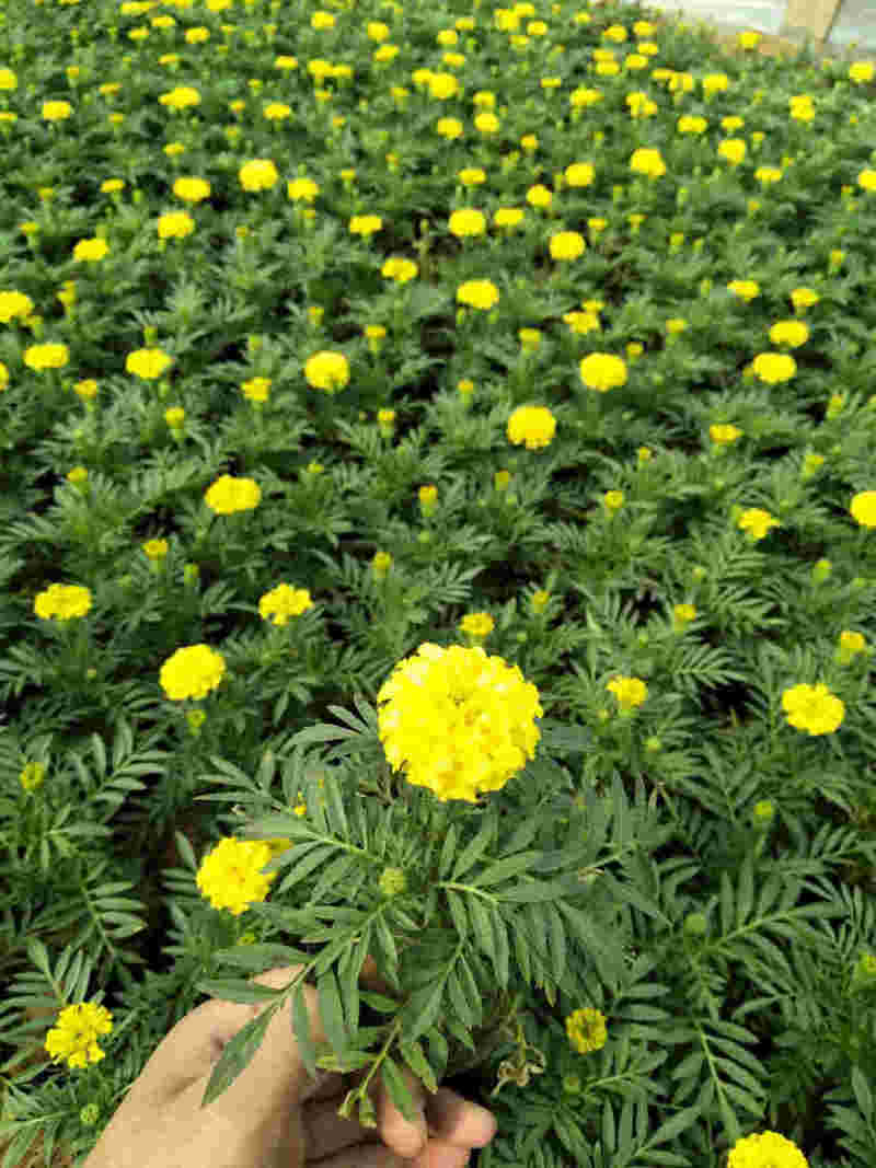万寿菊盆栽孔雀草花苗万寿菊种子耐旱花期长阳台庭院