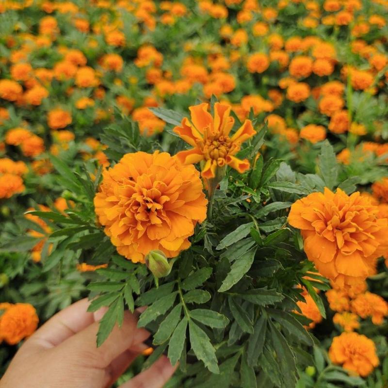 万寿菊盆栽孔雀草花苗万寿菊种子耐旱花期长阳台庭院