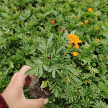 万寿菊盆栽孔雀草花苗万寿菊种子耐旱花期长阳台庭院