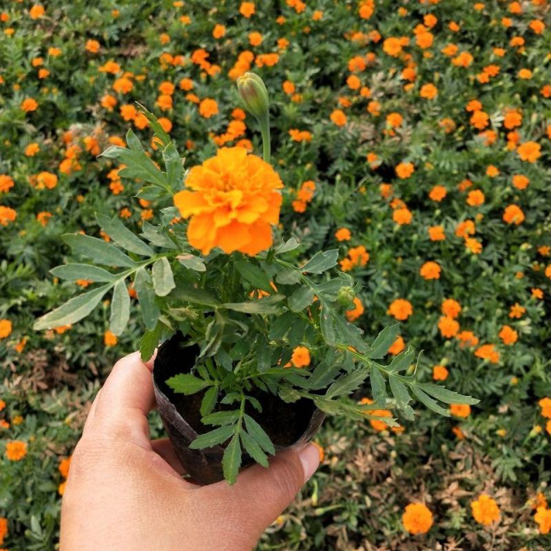 万寿菊盆栽孔雀草花苗万寿菊种子耐旱花期长阳台庭院