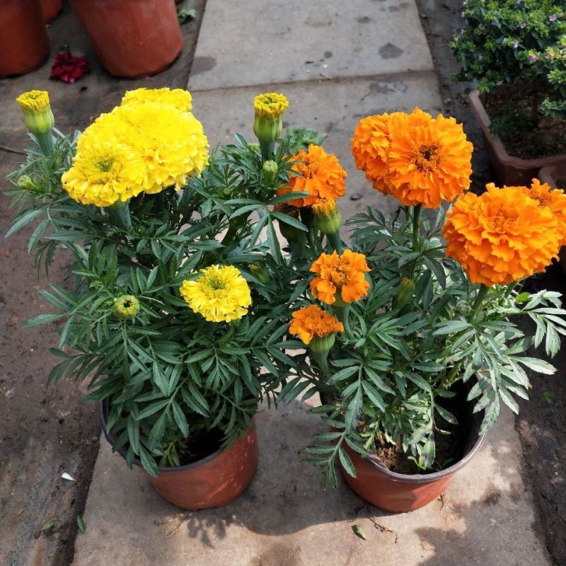 万寿菊盆栽孔雀草花苗万寿菊种子耐旱花期长阳台庭院