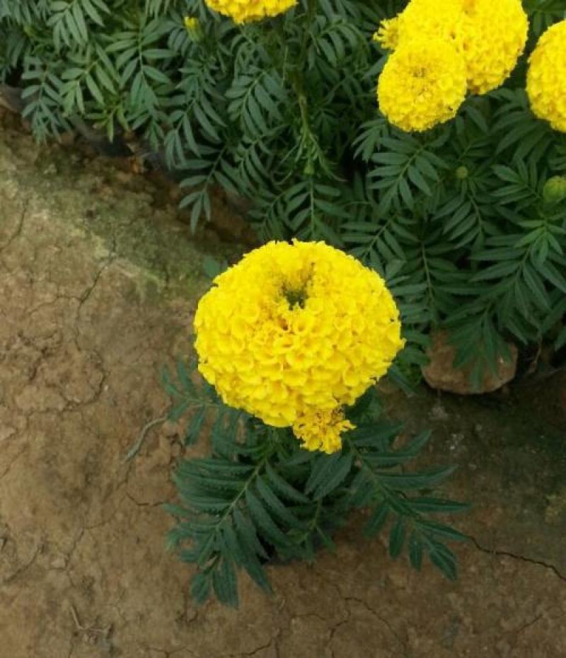 万寿菊盆栽孔雀草花苗万寿菊种子耐旱花期长阳台庭院