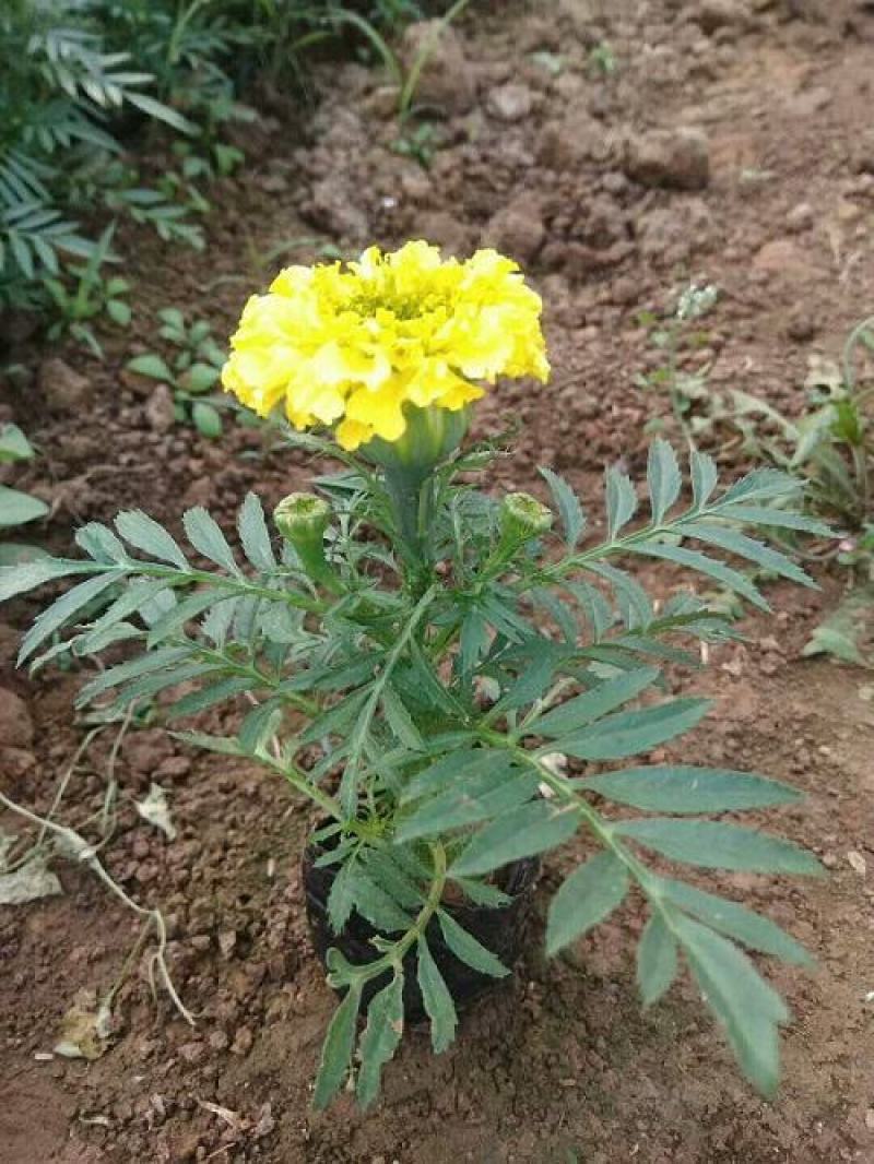 万寿菊盆栽孔雀草花苗万寿菊种子耐旱花期长阳台庭院