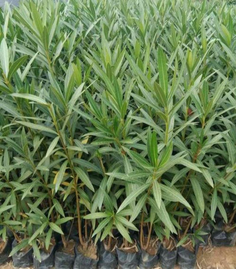 夹竹桃树苗盆栽四季常青树苗绿化苗木庭院树苗绿植植物柳叶桃