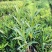 夹竹桃树苗盆栽四季常青树苗绿化苗木庭院树苗绿植植物柳叶桃