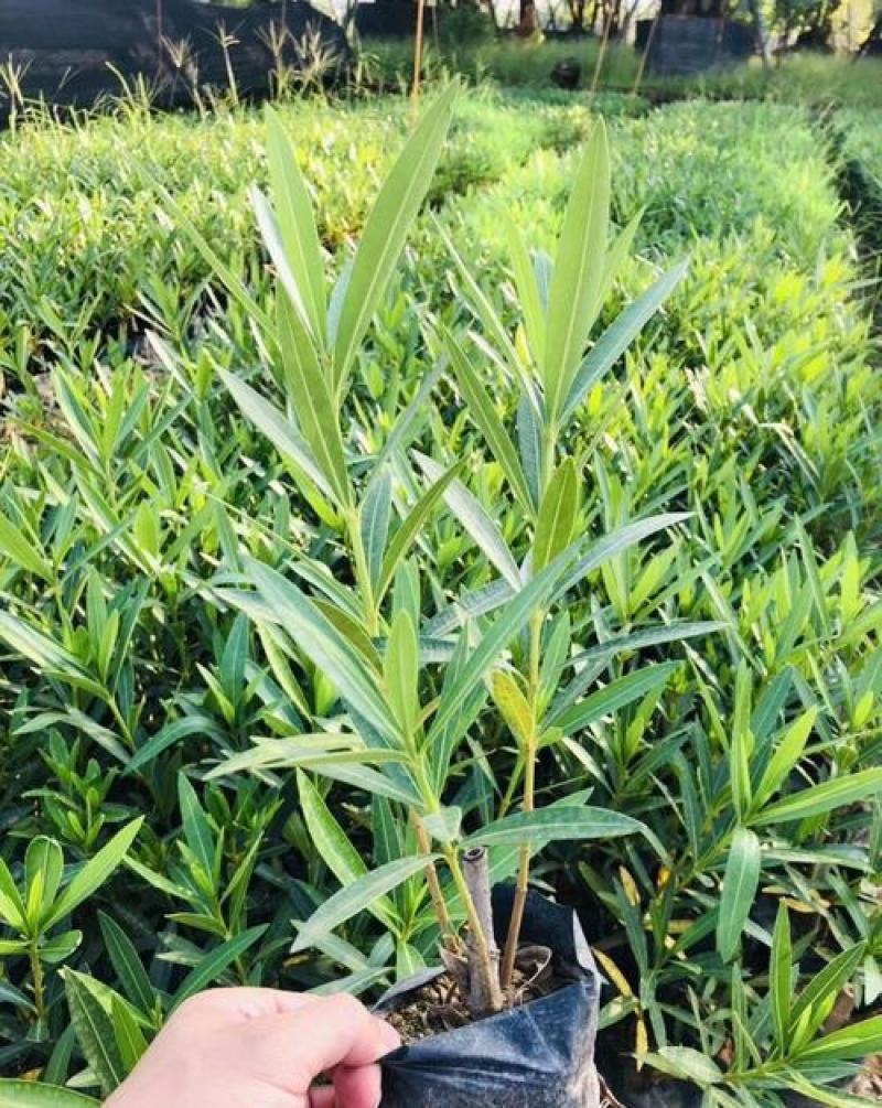 夹竹桃树苗盆栽四季常青树苗绿化苗木庭院树苗绿植植物柳叶桃