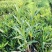 夹竹桃树苗盆栽四季常青树苗绿化苗木庭院树苗绿植植物柳叶桃