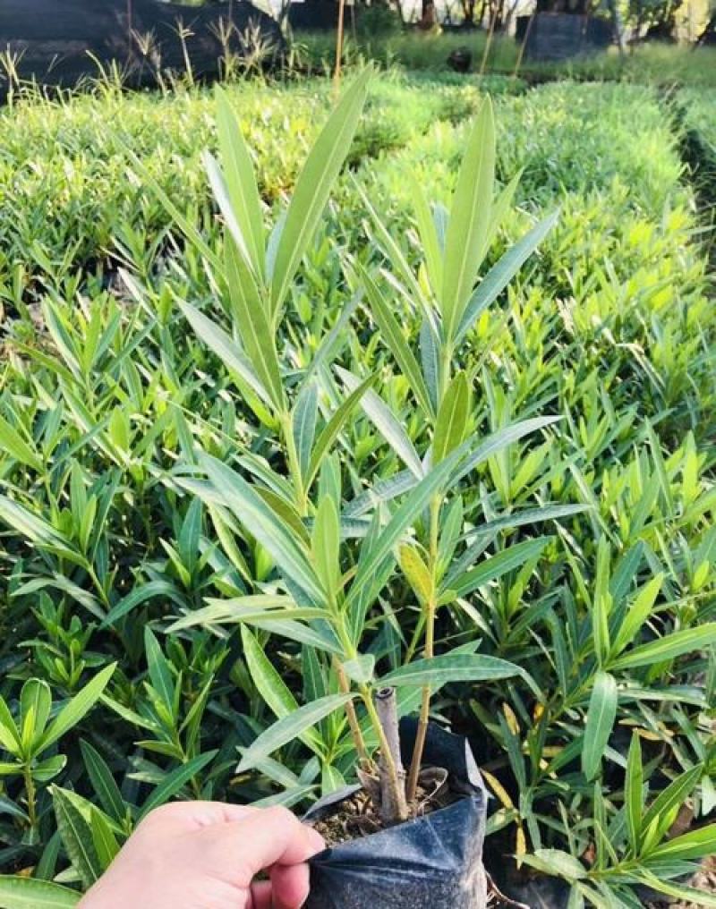 夹竹桃树苗盆栽四季常青树苗绿化苗木庭院树苗绿植植物柳叶桃