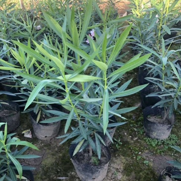 夹竹桃树苗盆栽四季常青树苗绿化苗木庭院树苗绿植植物柳叶桃