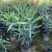 夹竹桃树苗盆栽四季常青树苗绿化苗木庭院树苗绿植植物柳叶桃