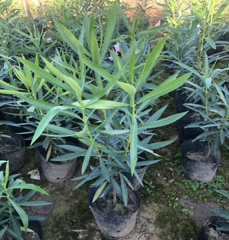 夹竹桃树苗盆栽四季常青树苗绿化苗木庭院树苗绿植植物柳叶桃