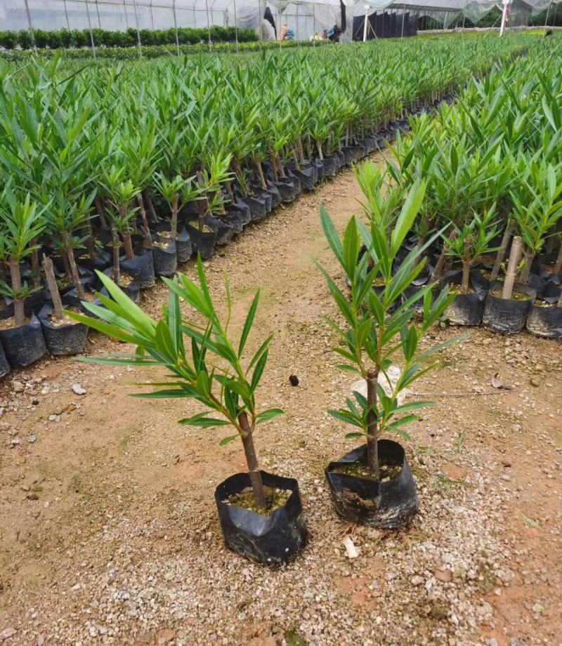 夹竹桃树苗盆栽四季常青树苗绿化苗木庭院树苗绿植植物柳叶桃